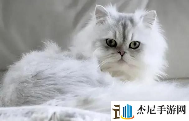 2024猫潮来袭